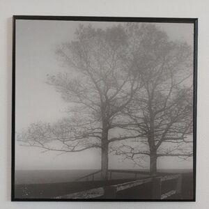 Albert E Price Black and White Tree Art Print